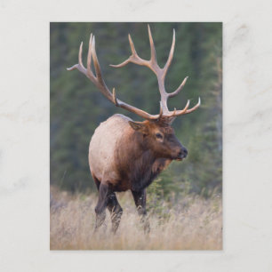 Rocky Mountain Elk Postkarte