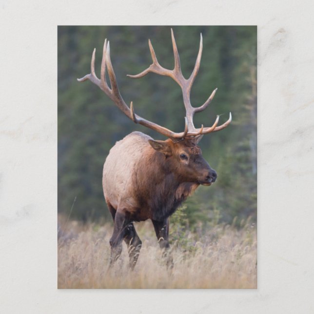 Rocky Mountain Elk Postkarte (Vorderseite)