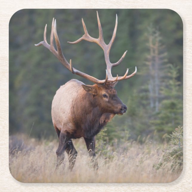 Rocky Mountain Elk Rechteckiger Pappuntersetzer (Vorderseite)