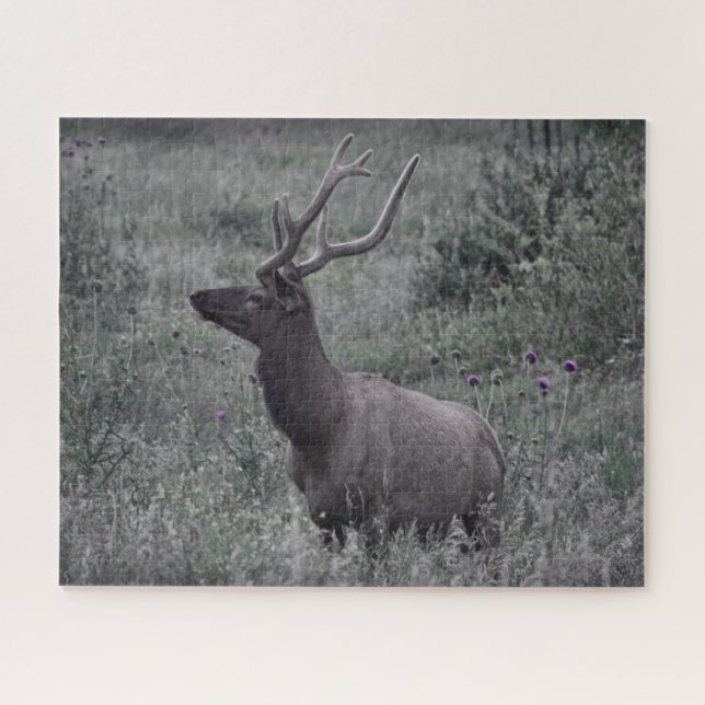 Rocky Mountain Elk - RMNP - 16x20 - 520 Stk. Puzzle (Horizontal)