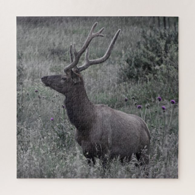 Rocky Mountain Elk - RMNP - 20x20 - 676 Stk. Puzzle (Vertikal)