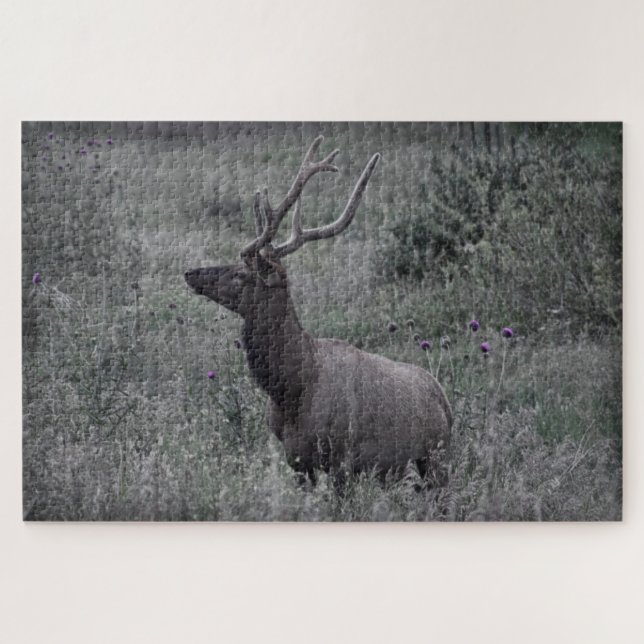 Rocky Mountain Elk - RMNP - 20x30 - 1014 Stk. Puzzle (Horizontal)