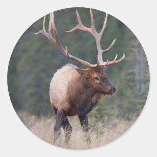 Rocky Mountain Elk Runder Aufkleber
