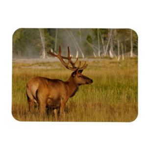 Rocky Mountain Elk   Yellowstone-Nationalpark Magnet
