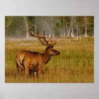 Rocky Mountain Elk | Yellowstone-Nationalpark