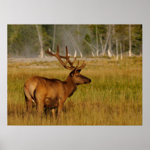 Rocky Mountain Elk   Yellowstone-Nationalpark Poster