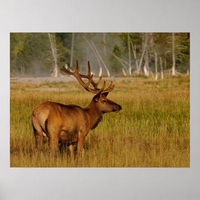 Rocky Mountain Elk | Yellowstone-Nationalpark Poster (Vorne)