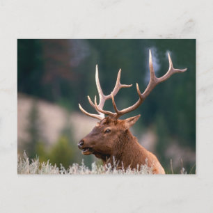 Rocky Mountain Elk Yellowstone Nationalpark Postkarte