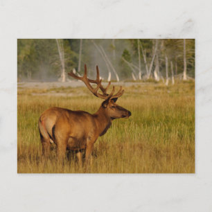 Rocky Mountain Elk   Yellowstone-Nationalpark Postkarte