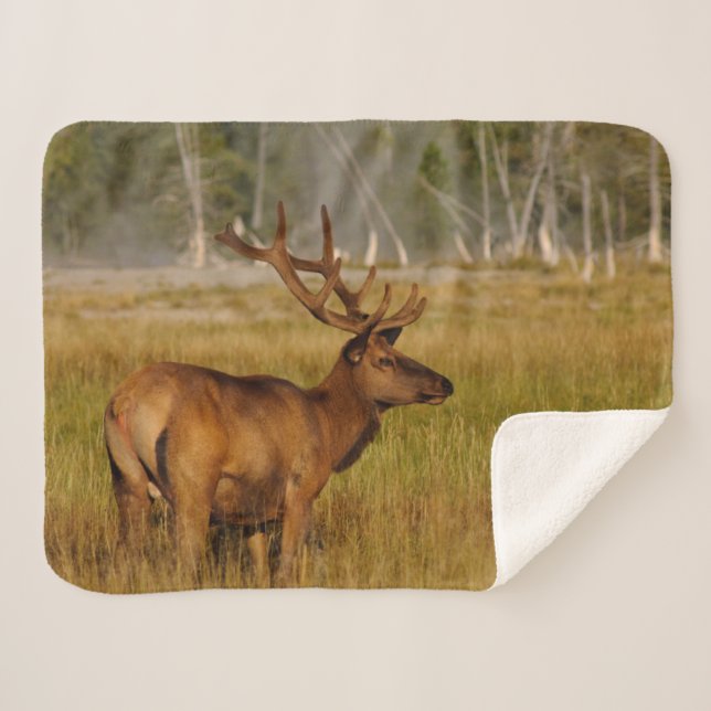 Rocky Mountain Elk | Yellowstone-Nationalpark Sherpadecke (Vorderseite (Horizontal))