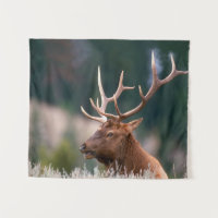 Rocky Mountain Elk Yellowstone Nationalpark
