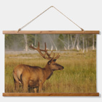 Rocky Mountain Elk | Yellowstone-Nationalpark