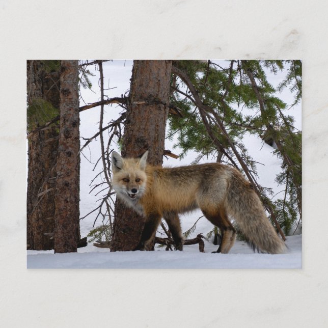 Rocky Mountain Fox Colorado Wilhelm Tell Postkarte (Vorderseite)