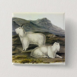 Rocky Mountain Goat (Capra Americana by Audubon Button