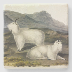 Rocky Mountain Goat (Capra Americana by Audubon Steinuntersetzer