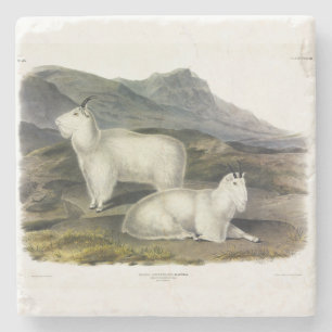 Rocky Mountain Goat (Capra Americana by Audubon Steinuntersetzer