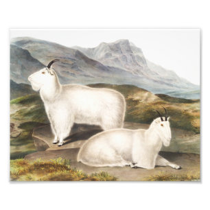 Rocky Mountain Goat (Capra Americana) Illustration Fotodruck
