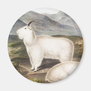 Rocky Mountain Goat (Capra Americana) Illustration Magnet