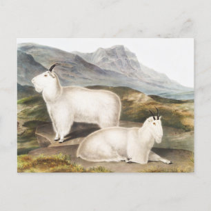 Rocky Mountain Goat (Capra Americana) Illustration Postkarte