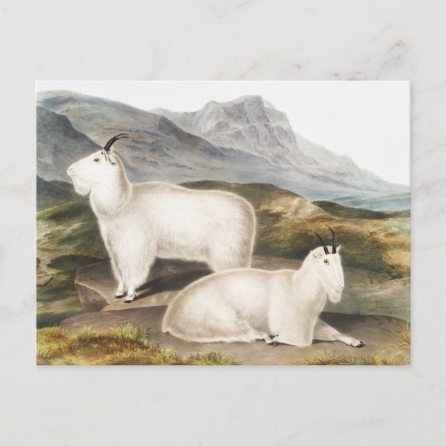 Rocky Mountain Goat (Capra Americana) Illustration Postkarte (Vorderseite)