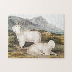 Rocky Mountain Goat (Capra Americana) Illustration Puzzle