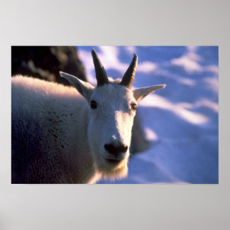 Rocky Mountain Goat Head Poster