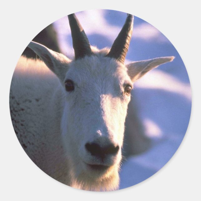 Rocky Mountain Goat Head Runder Aufkleber (Vorderseite)
