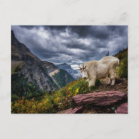 Rocky Mountain Goat