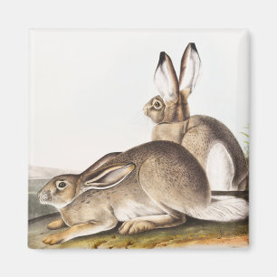 Rocky Mountain Hare (Lepus Townsendii) Magnet