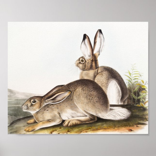 Rocky Mountain Hare (Lepus Townsendii) Poster (Vorne)