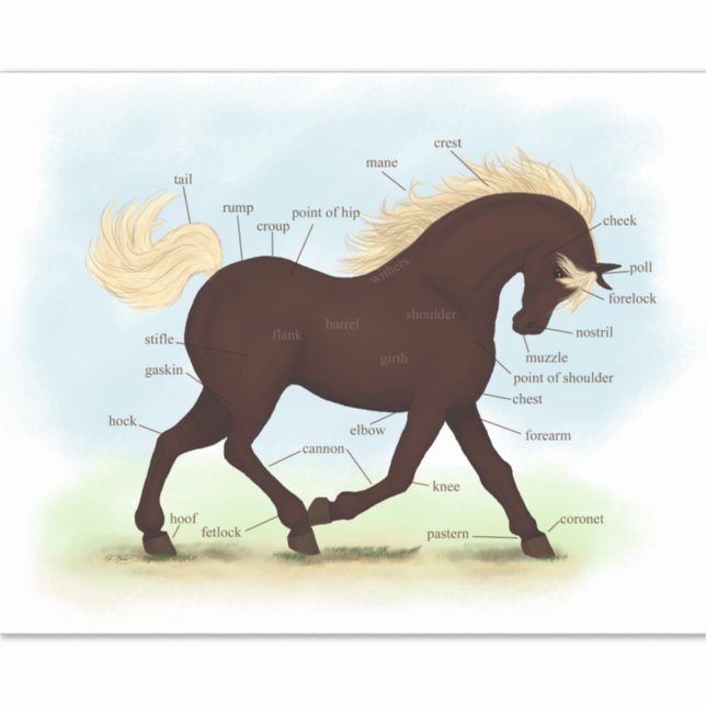 Rocky Mountain Horse Equine Anatomie Chart Aufkleber (Vorderseite)