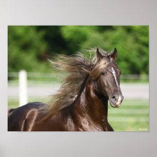 Rocky Mountain Horse Hal Headshot Poster