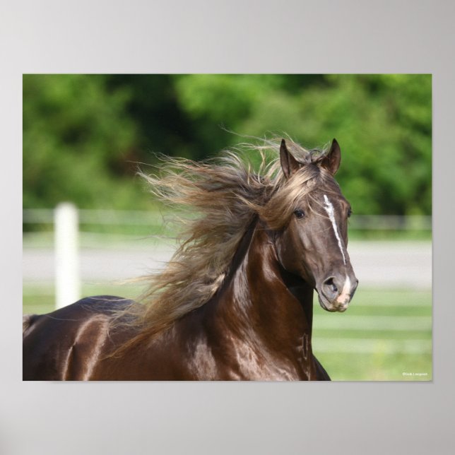 Rocky Mountain Horse Hal Headshot Poster (Vorne)