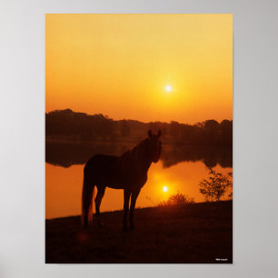 Rocky Mountain Horse Stehend im Sonnenuntergang Poster