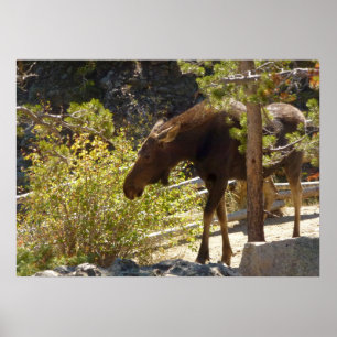 Rocky Mountain Moose Poster