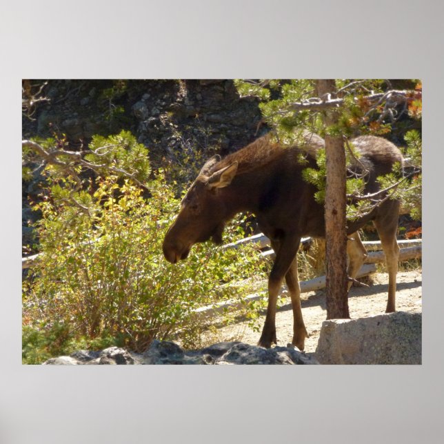 Rocky Mountain Moose Poster (Vorne)