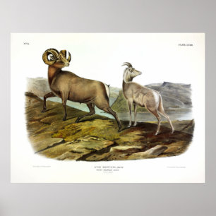 Rocky Mountain Sheep, Bighorn Sheep von Audubon Poster