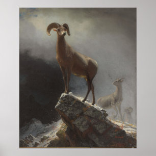 Rocky Mountain Sheep oder Big Horn, Ovis, Montana, Poster