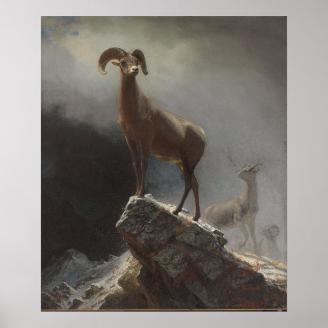 Rocky Mountain Sheep oder Big Horn, Ovis, Montana, Poster (Vorne)