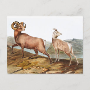 Rocky Mountain Sheep (Ovis montana) Illustration Postkarte