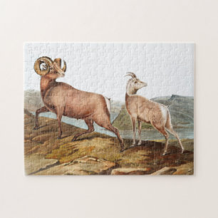 Rocky Mountain Sheep (Ovis montana) Illustration Puzzle