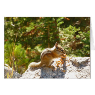 Rocky Mountain-Streifenhörnchen