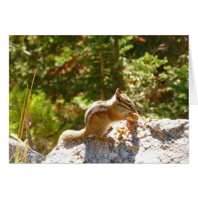 Rocky Mountain-Streifenhörnchen (Vorderseite (Horizontal))
