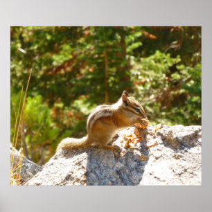 Rocky Mountain-Streifenhörnchen Poster