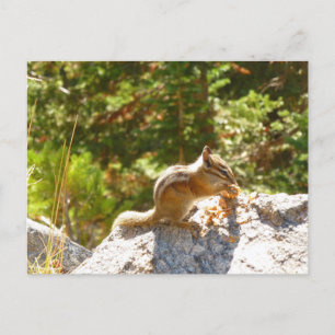 Rocky Mountain-Streifenhörnchen Postkarte
