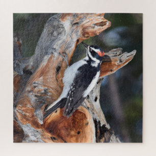 Rocky Mountain Woodpecker - RMNP - 20x20 - 676 pc Puzzle