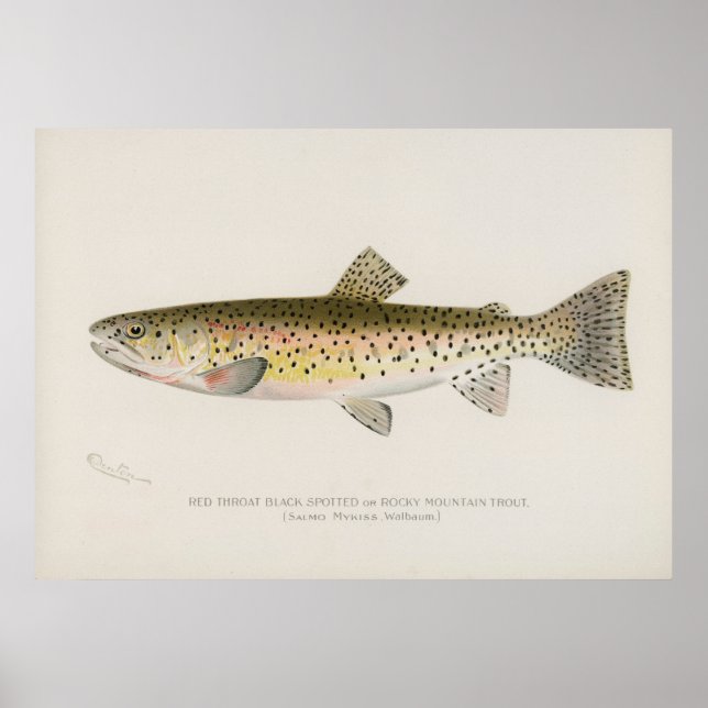 Rocky Mountains Forelle Fische Vintage Kunst Poster (Vorne)