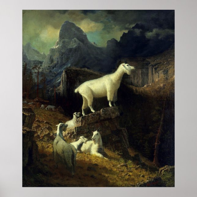 Rocky Mountains Goats Poster (Vorne)