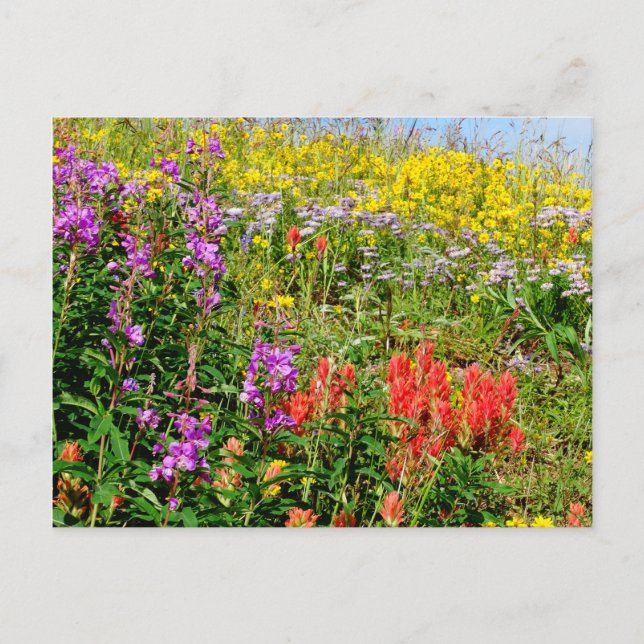 Rocky Mountains-Wildblumen Postkarte (Vorderseite)