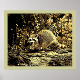 ROCKY RACCOON AUF EINEM BAUM POSTER